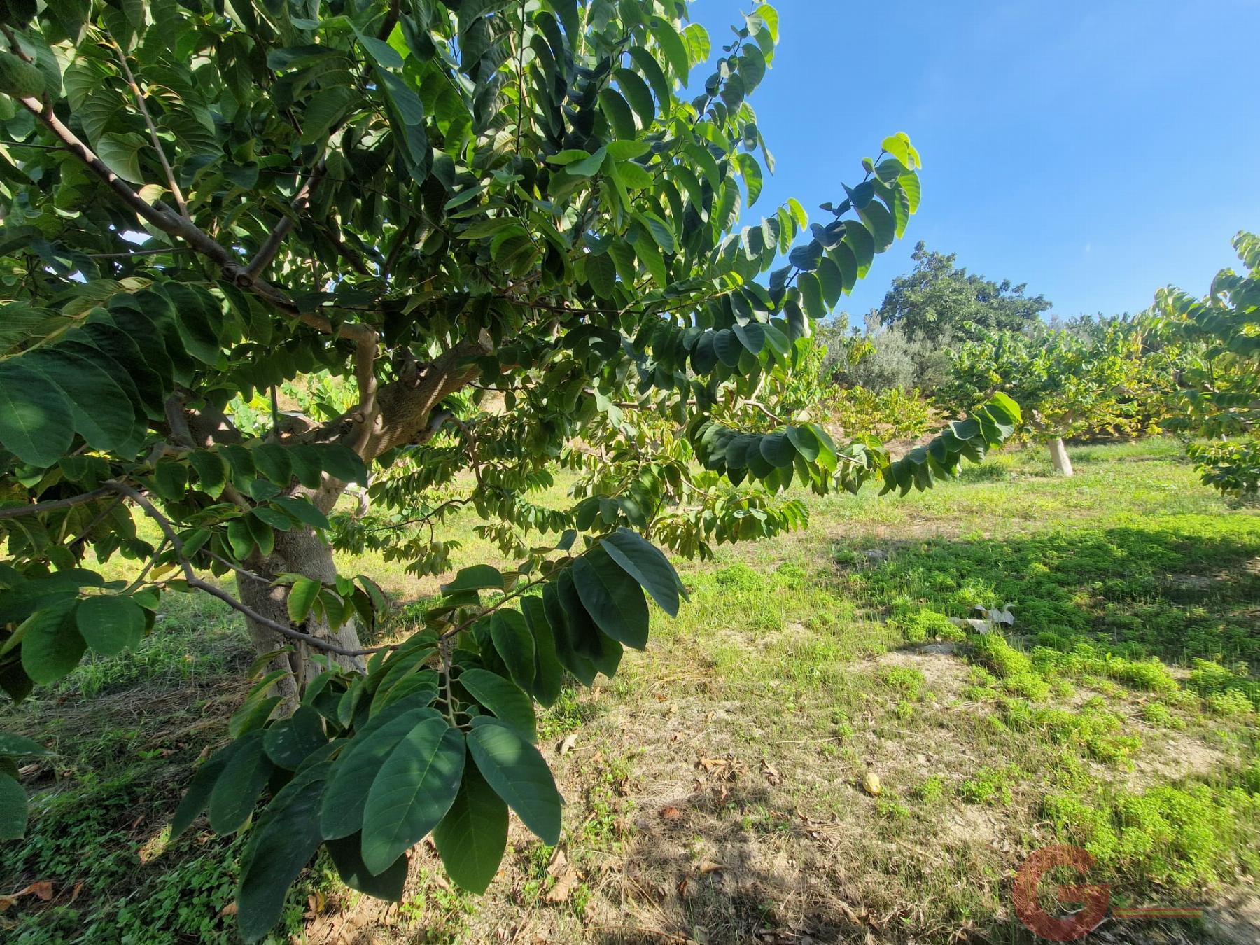 Venta de finca rústica en Salobreña