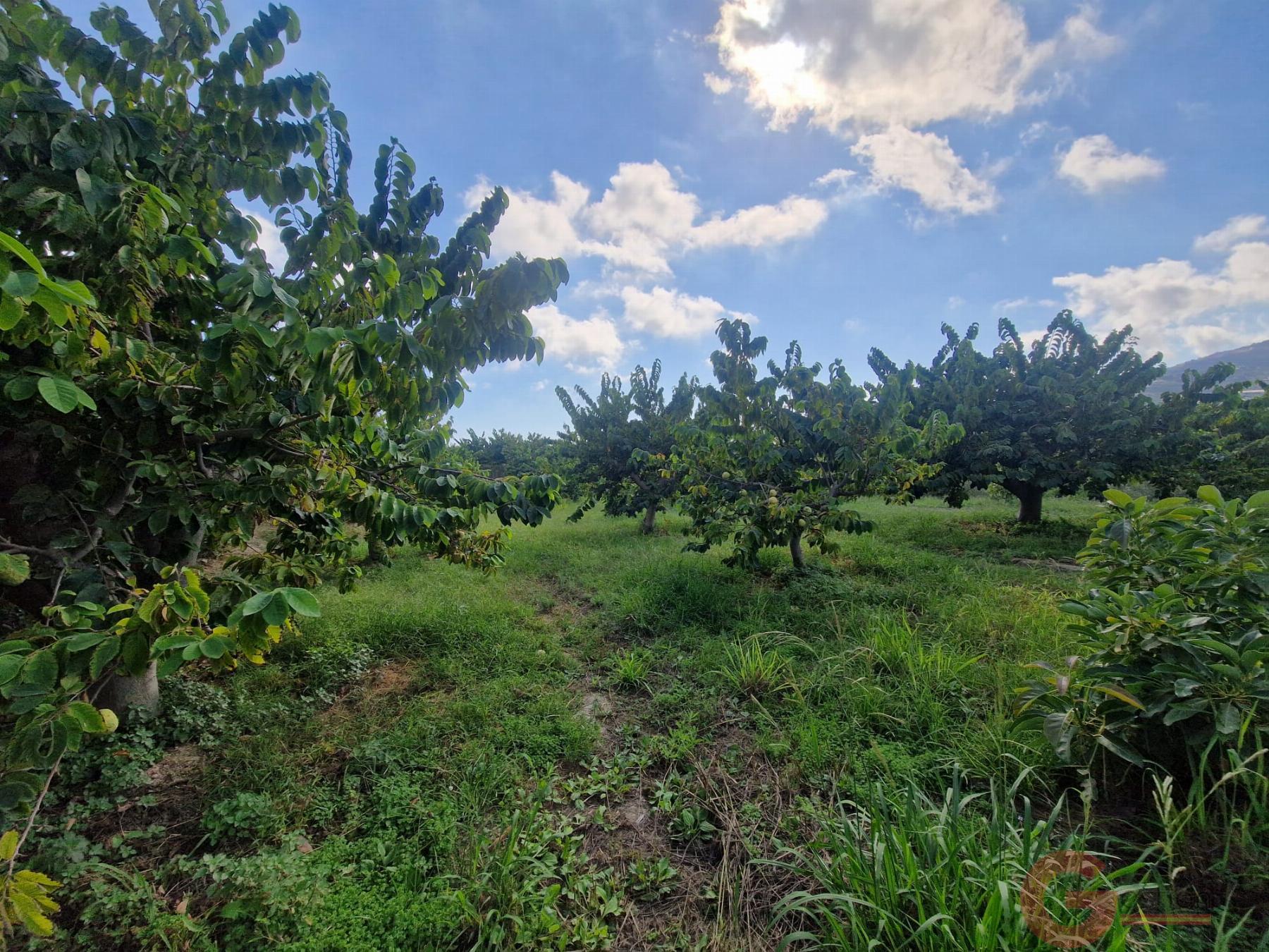 Venta de finca rústica en Salobreña