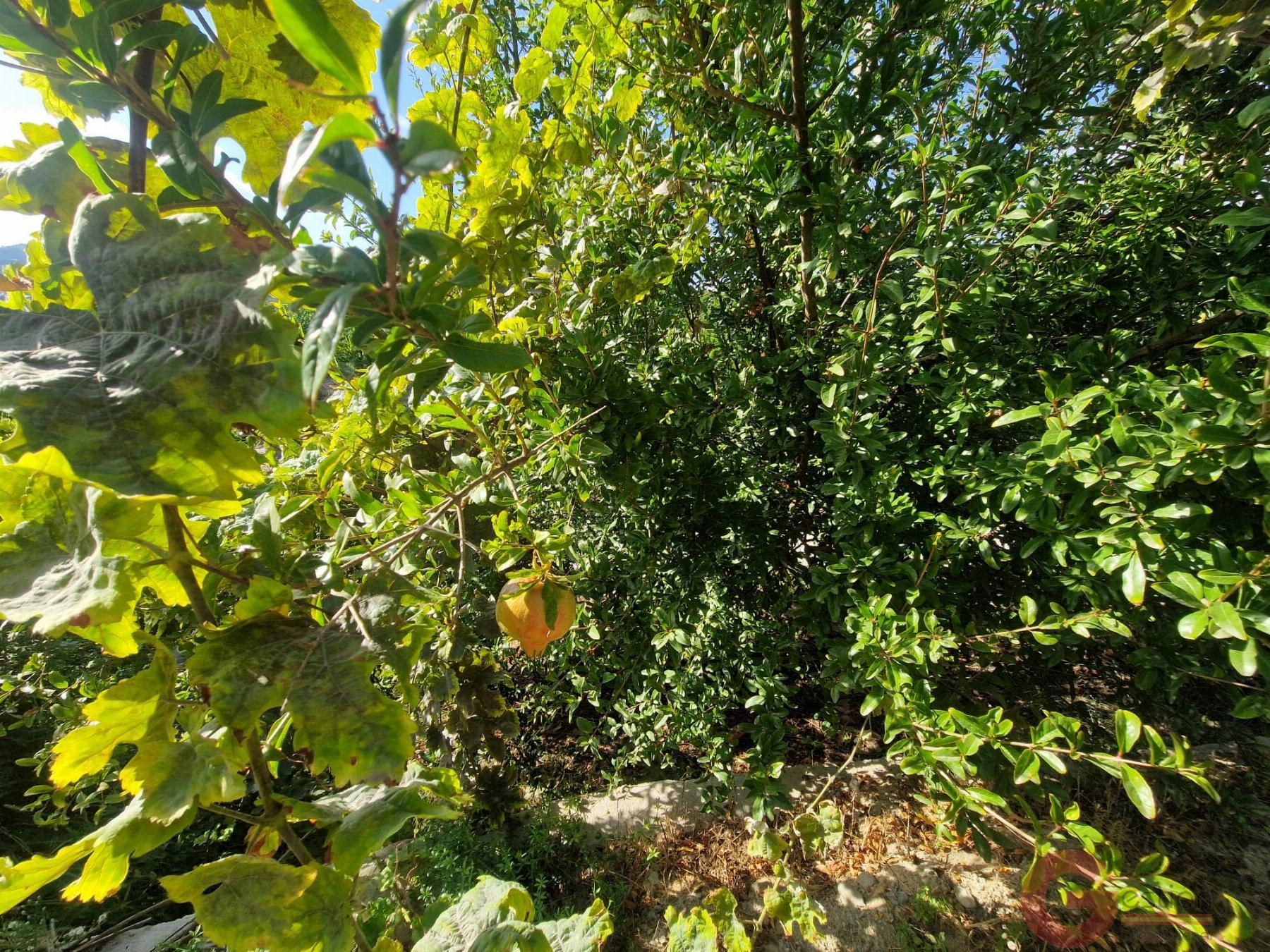 Venta de finca rústica en Salobreña