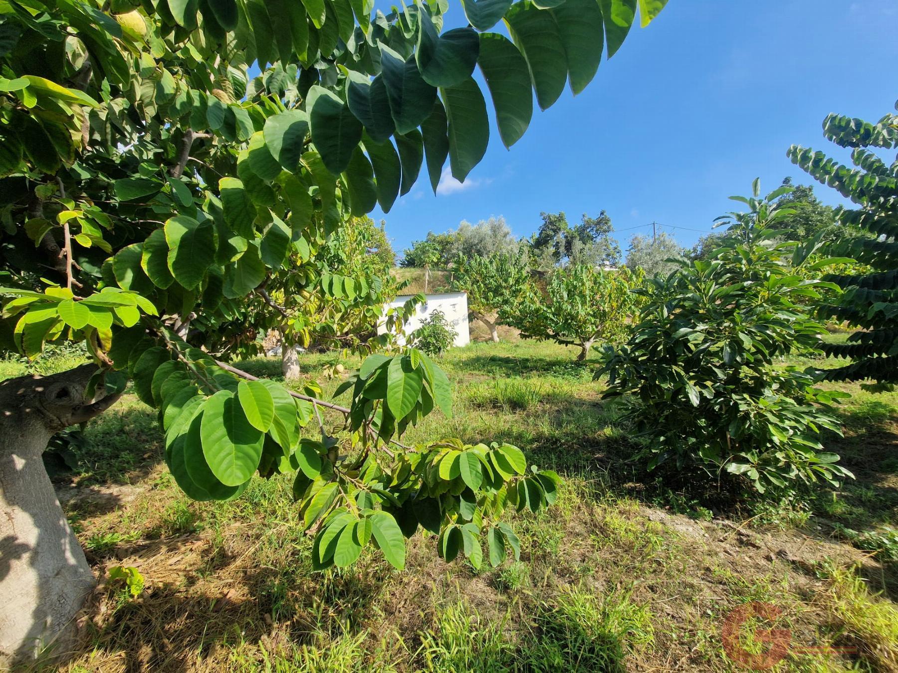 Venta de finca rústica en Salobreña