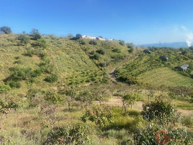 Venta de finca rústica en Vélez-Málaga Municipio
