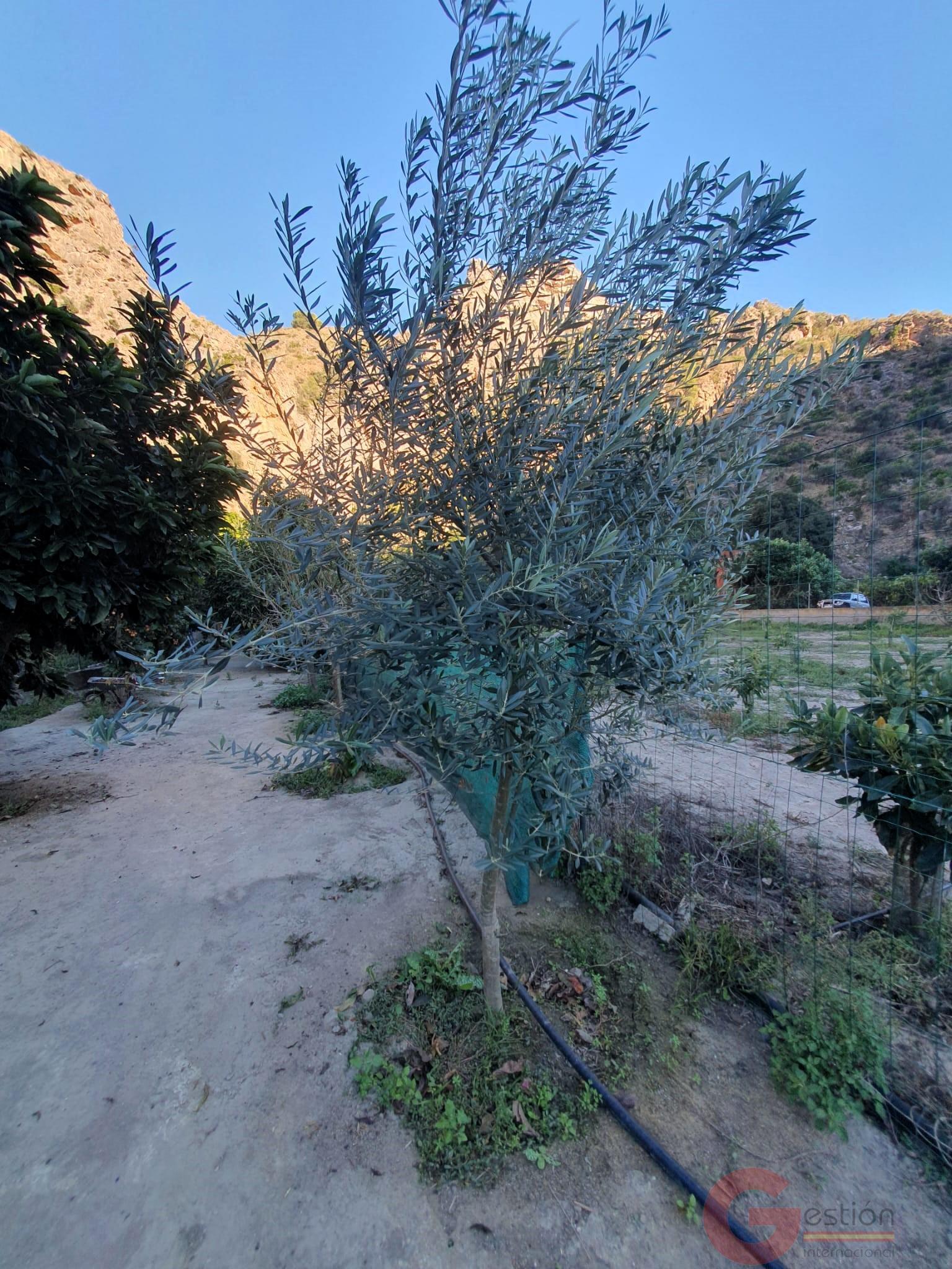 Venta de terreno en Vélez de Benaudalla