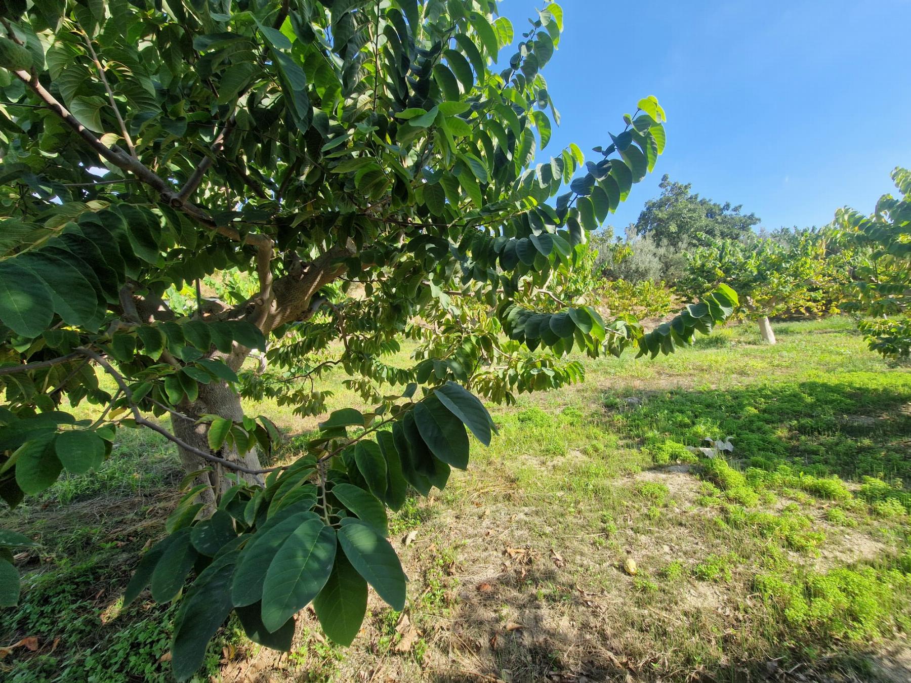Venta de finca rústica en Salobreña