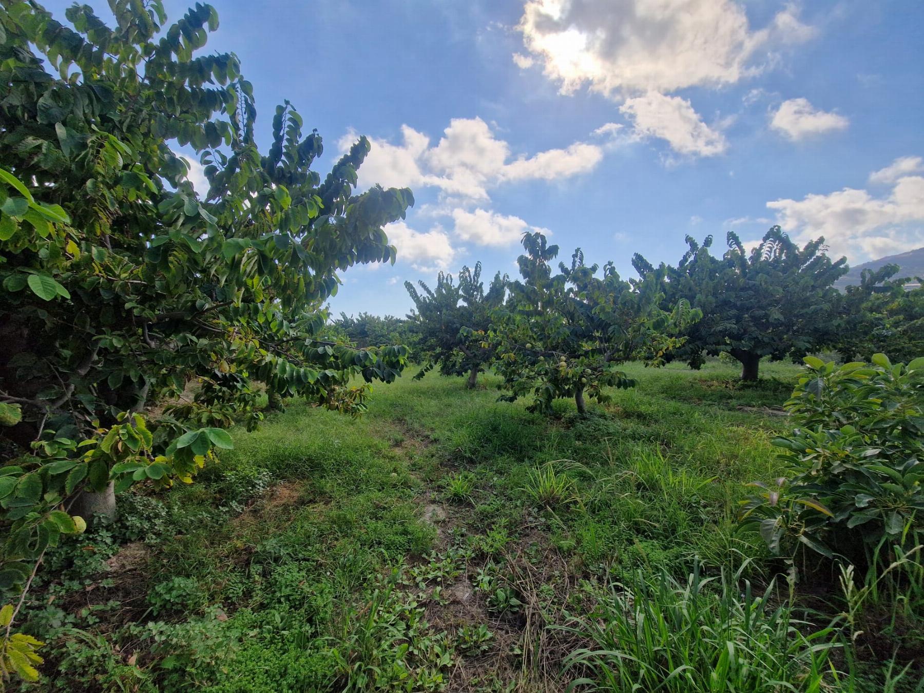 Venta de finca rústica en Salobreña