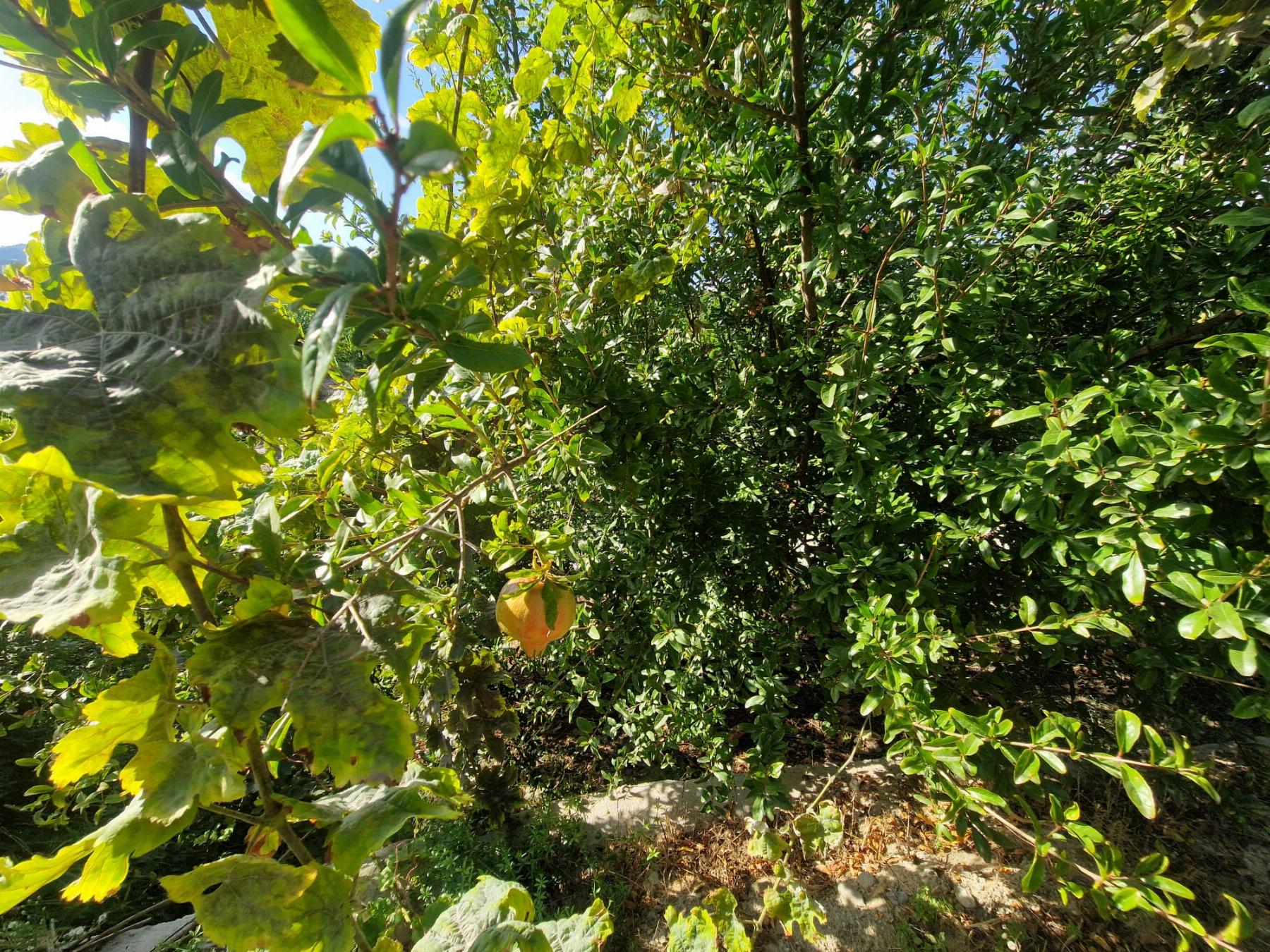 Venta de finca rústica en Salobreña
