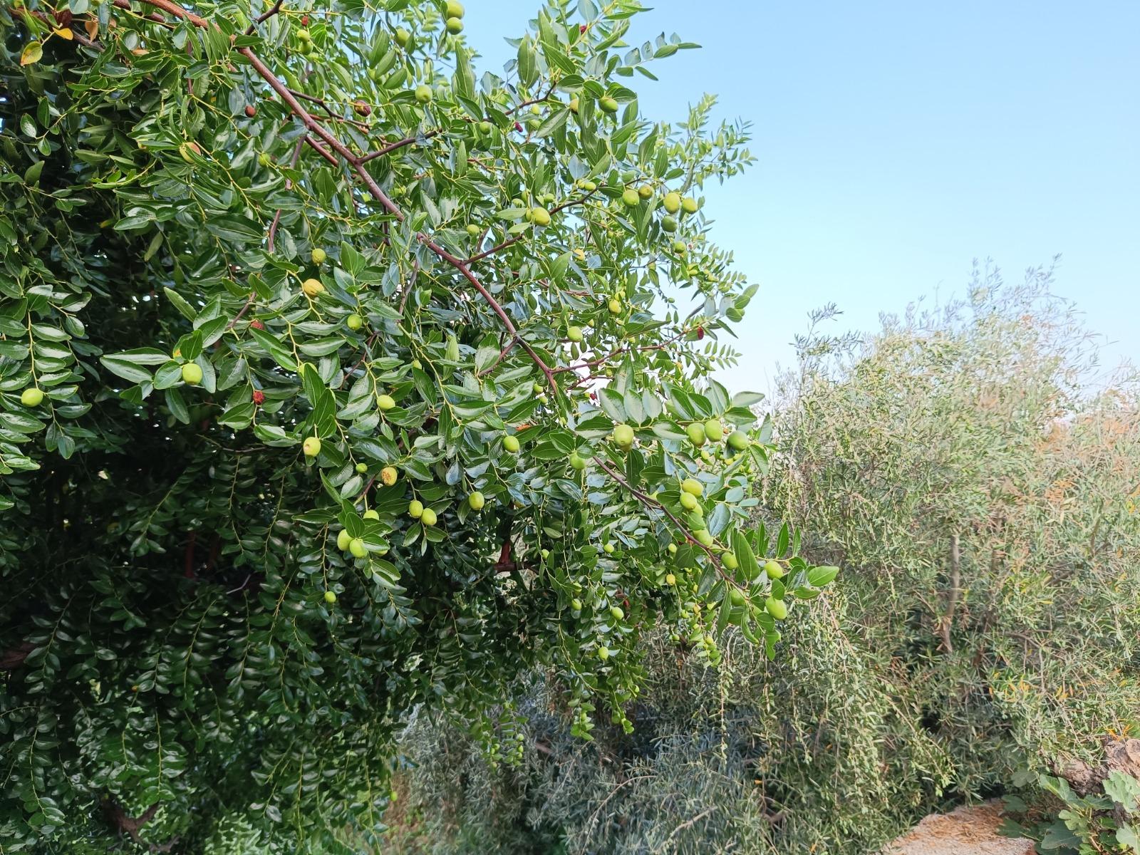 Venta de finca rústica en Lanjarón