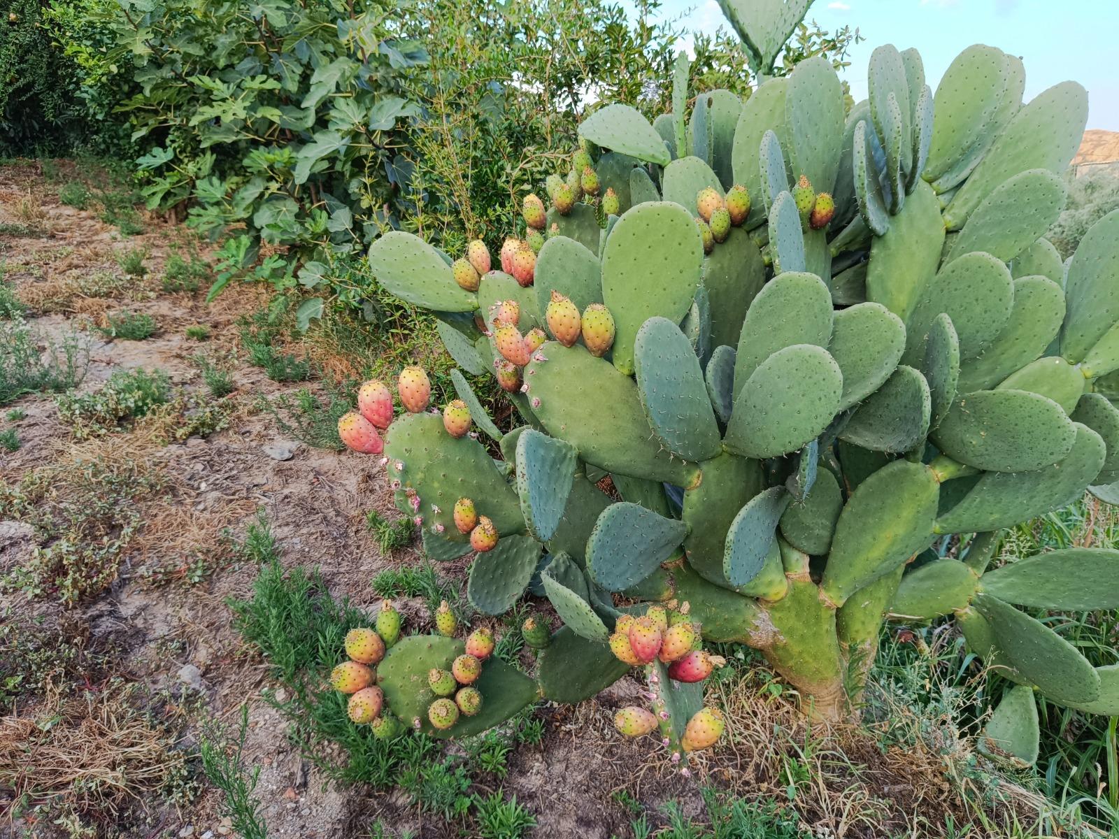 Venta de finca rústica en Lanjarón