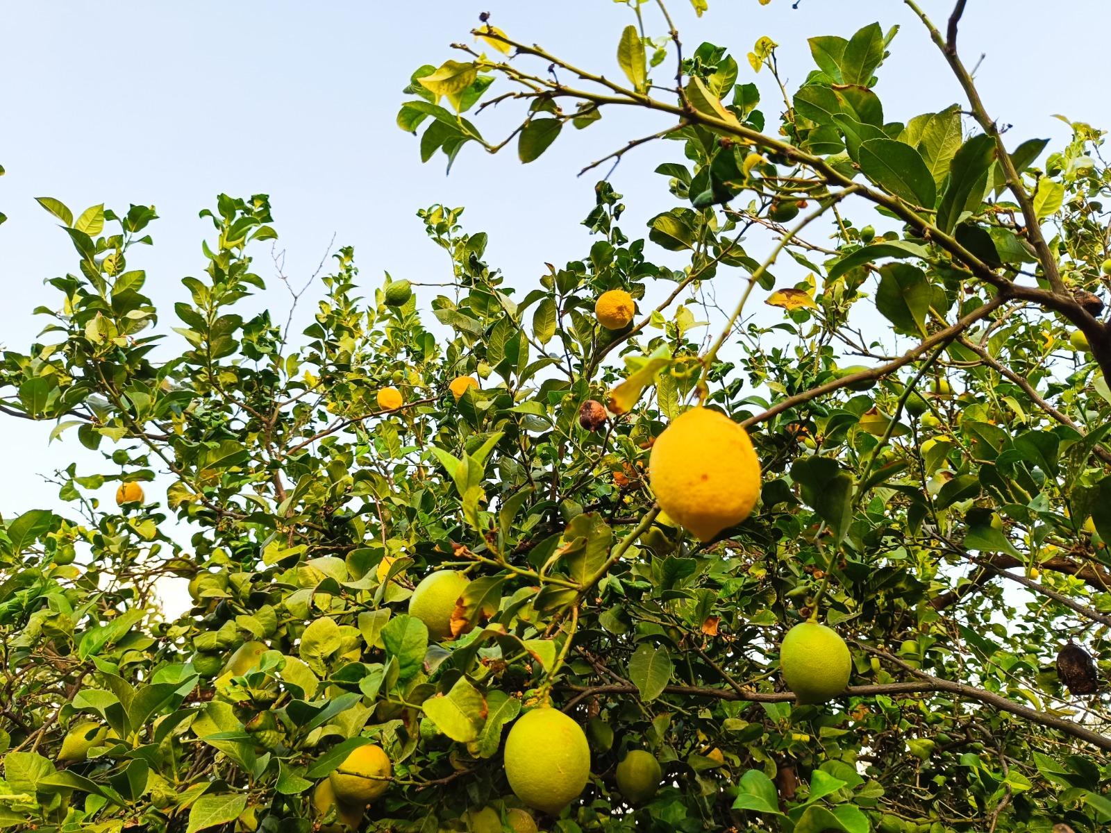 Venta de finca rústica en Lanjarón