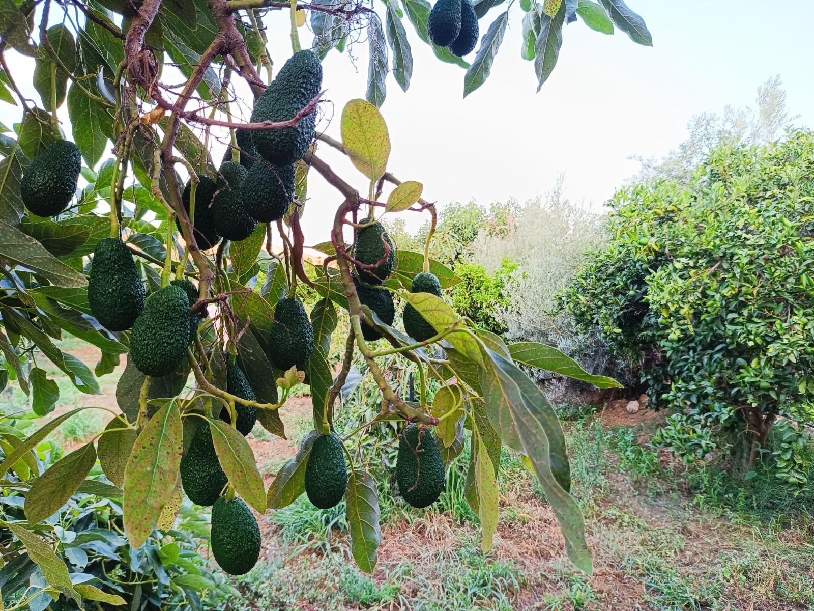 Venta de finca rústica en Lanjarón