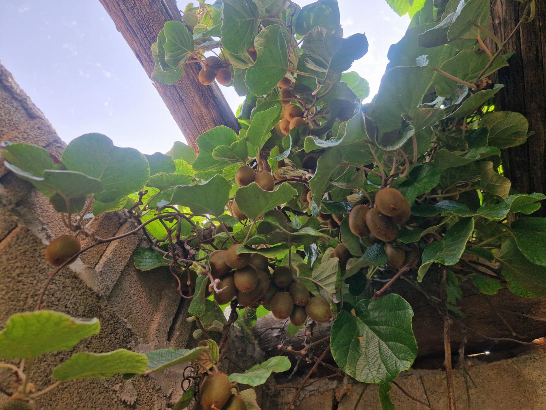Venta de finca rústica en Lanjarón