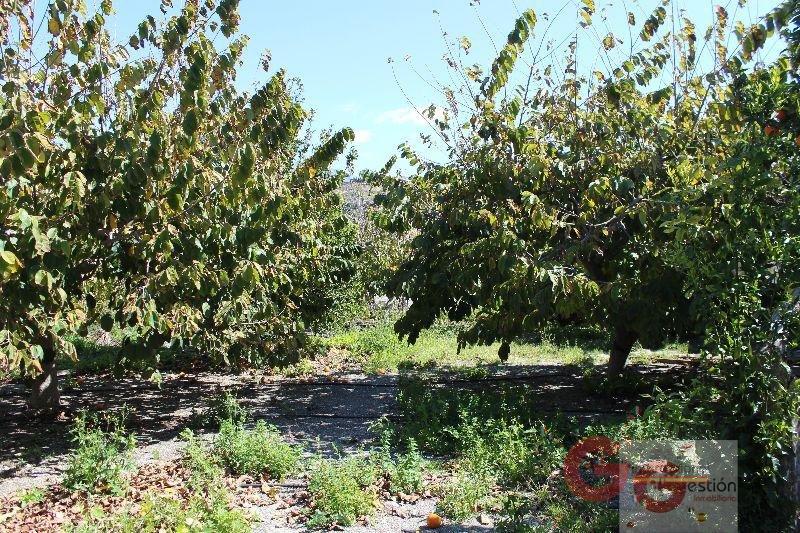 Venta de finca rústica en Motril