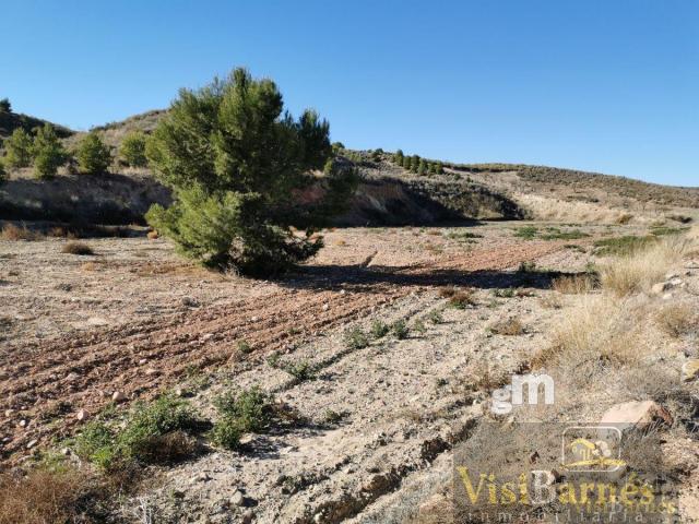 Venta de finca rústica en Lorca