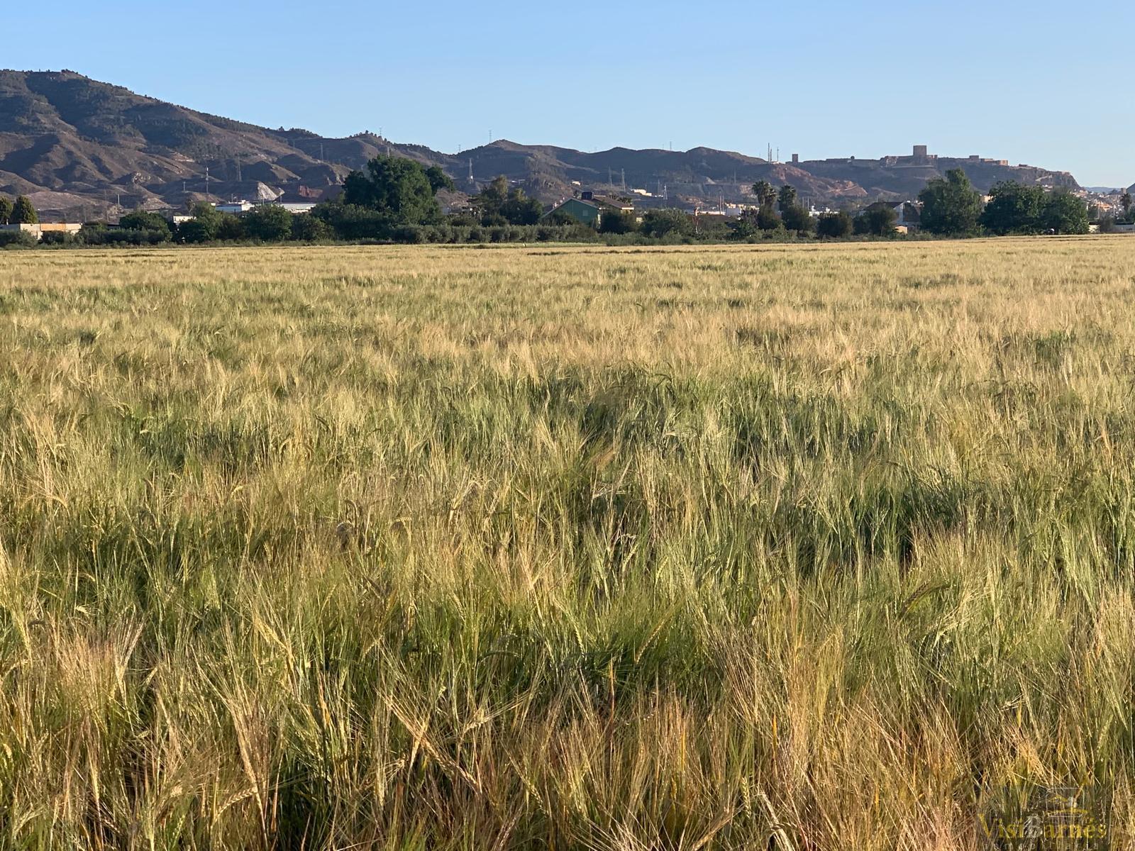 Venta de terreno en Lorca