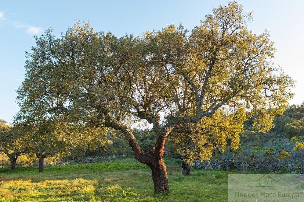 Venda de finca rústica a Logrosán