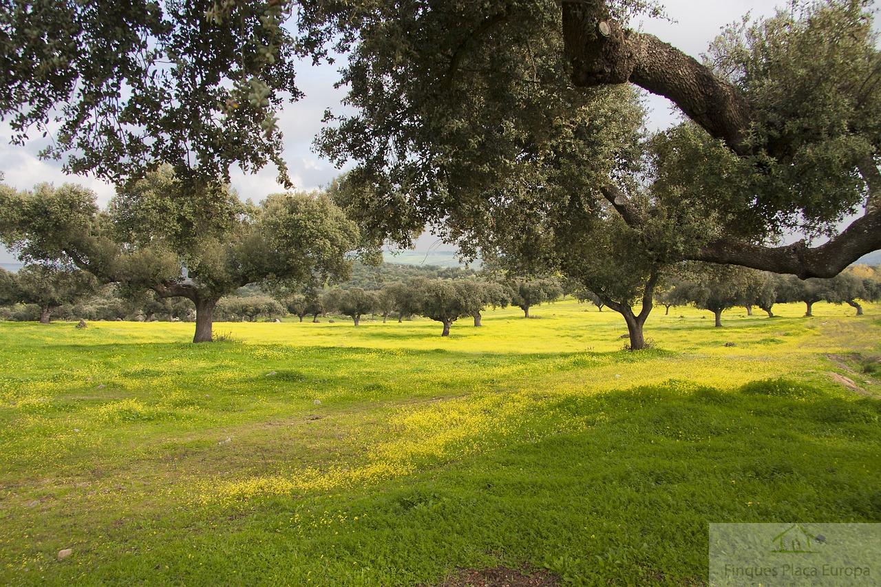 Venda de finca rústica a Logrosán