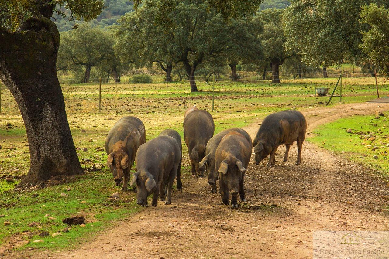 Venda de finca rústica a Logrosán