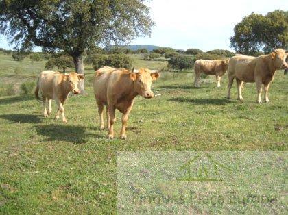 Venda de terreny a Navalmoral de la Mata