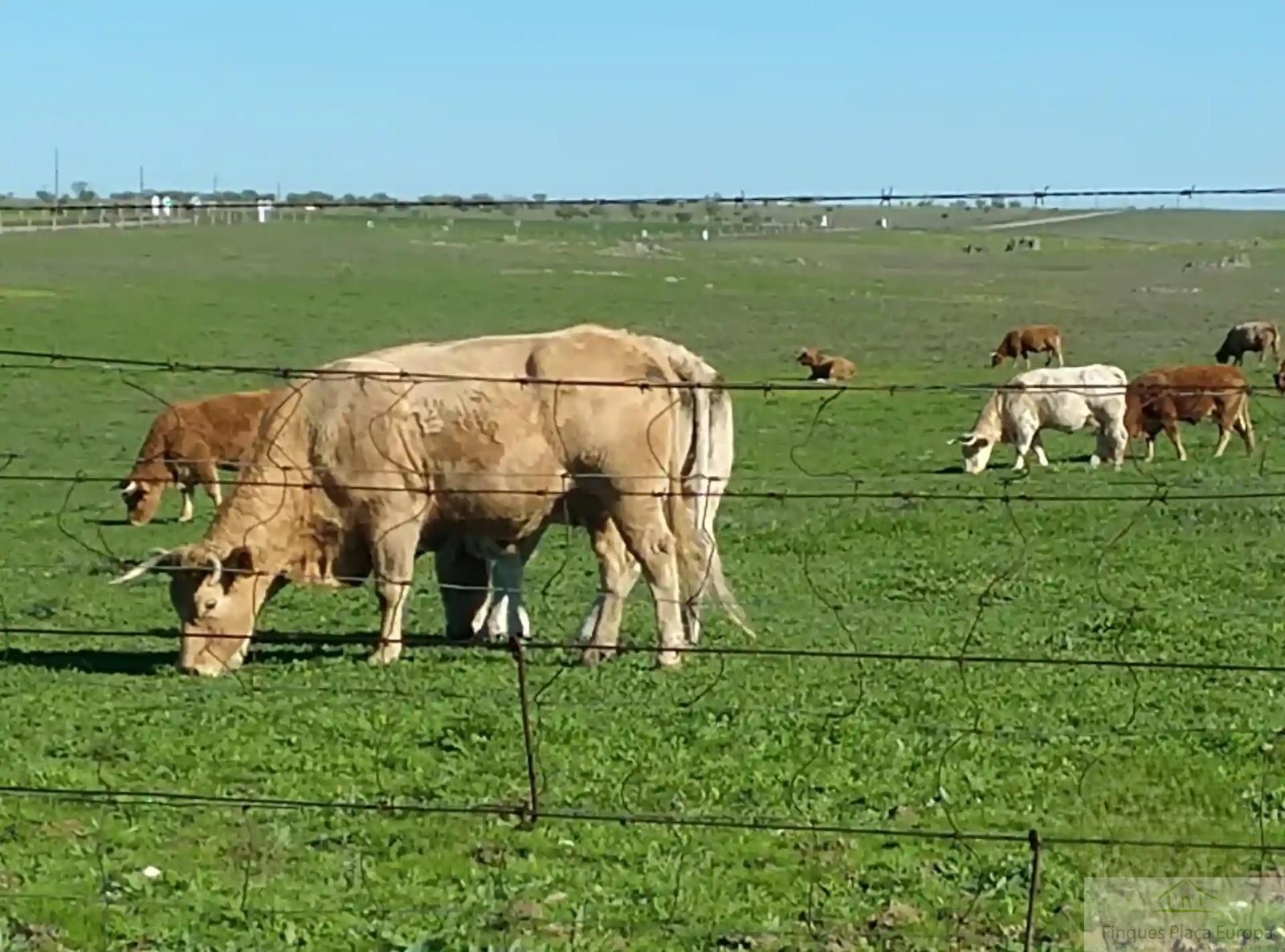 Venta de terreno en Cáceres