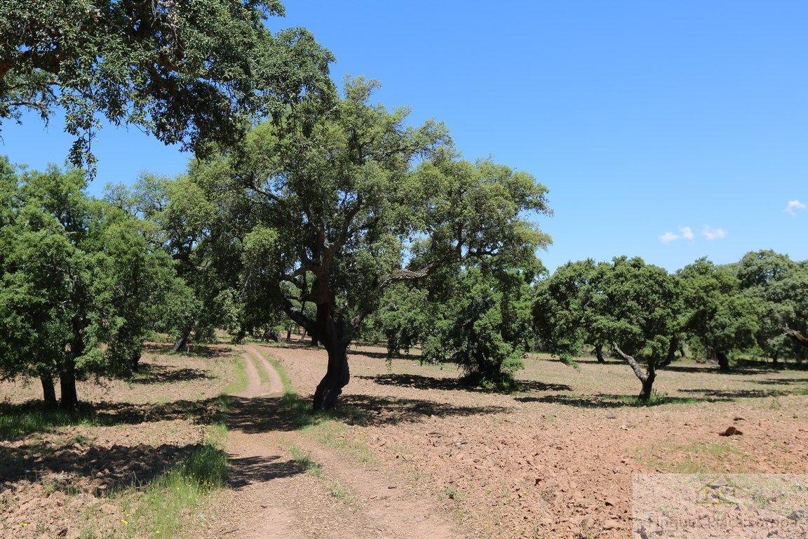 Venda de terreny a Navalmoral de la Mata