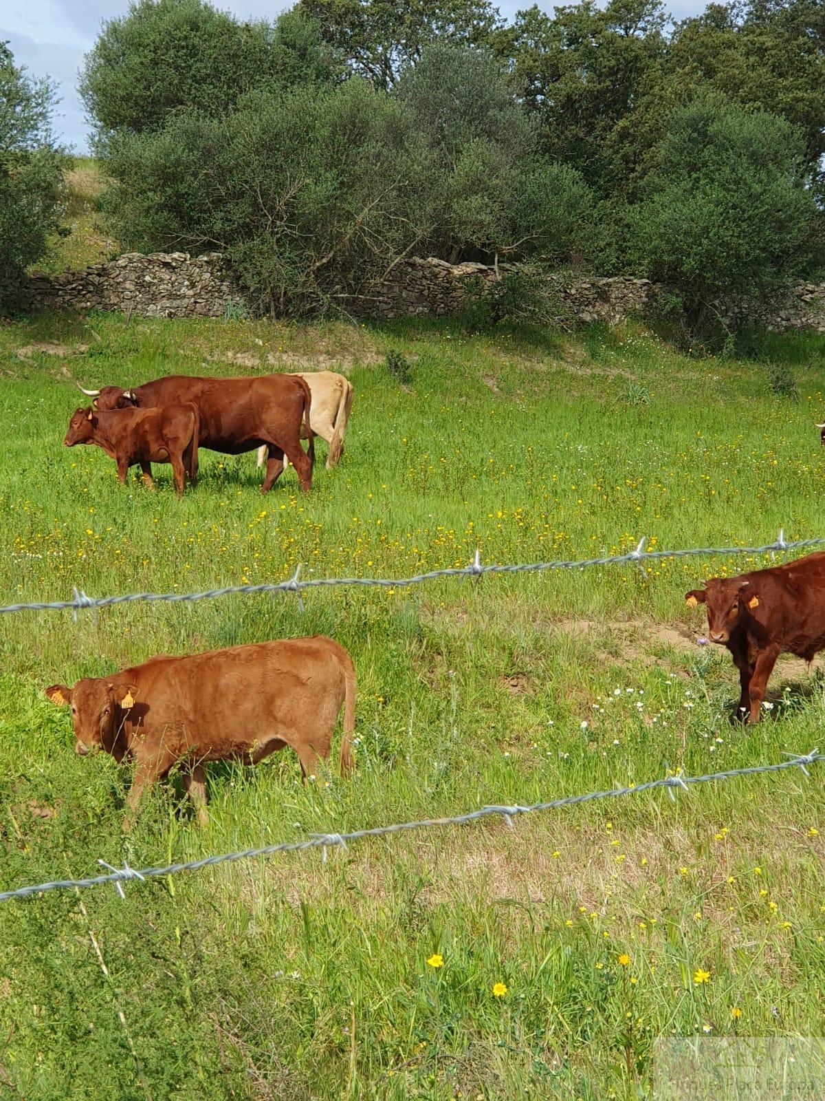 Продажа от

 Земельные участки на Mérida