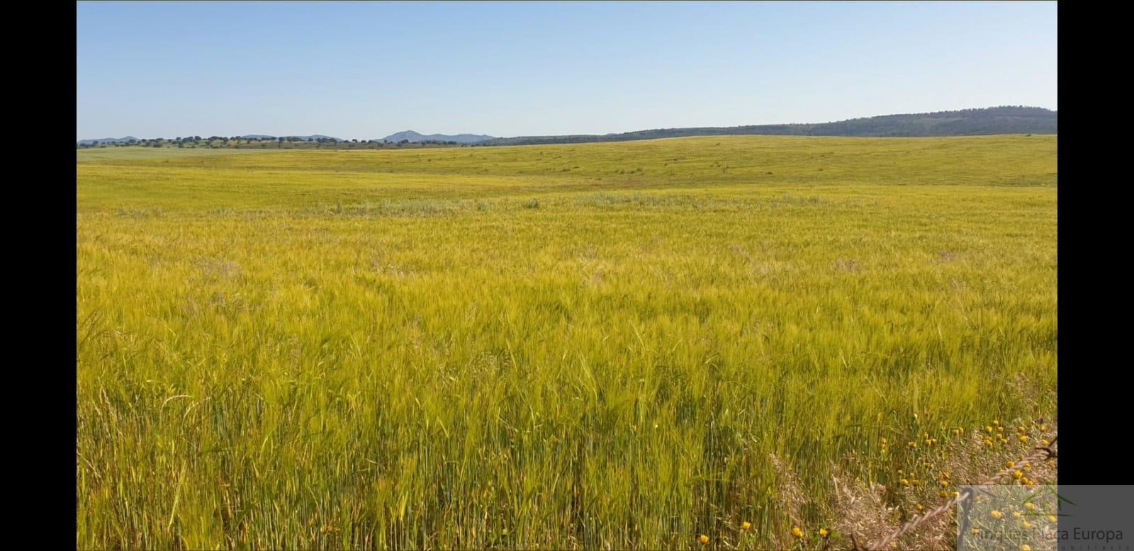 Продажа от

 Земельные участки на Ribera del Fresno