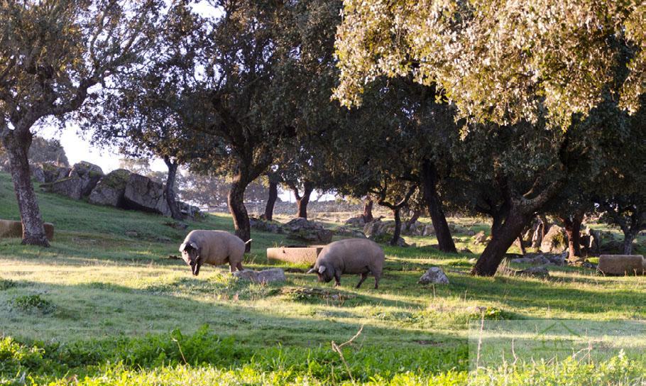 Venda de terreny a Cáceres