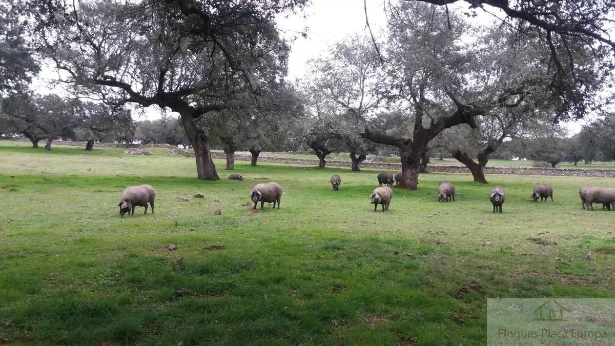 Venda de terreny a Cáceres