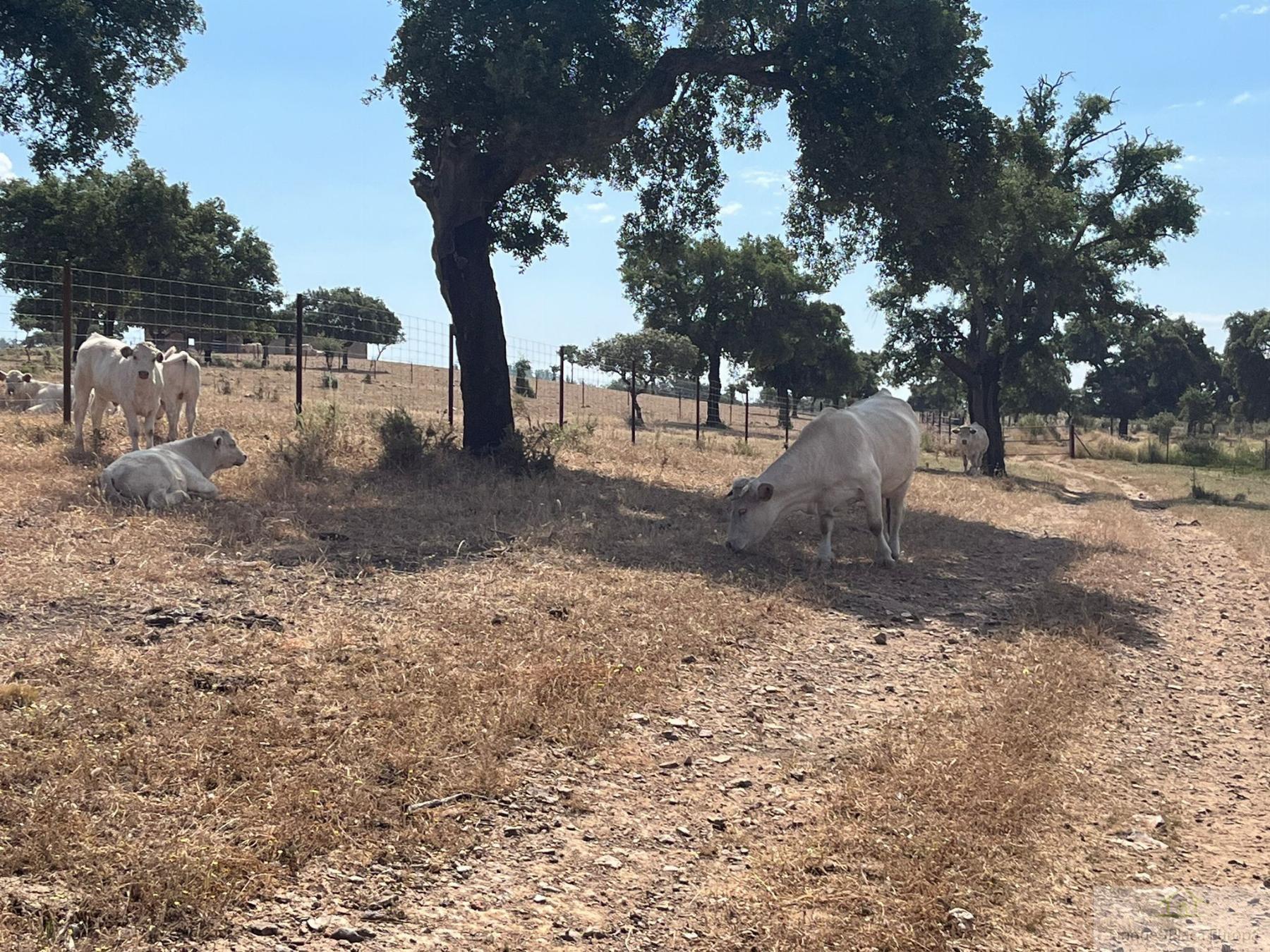 Venta de terreno en Cáceres