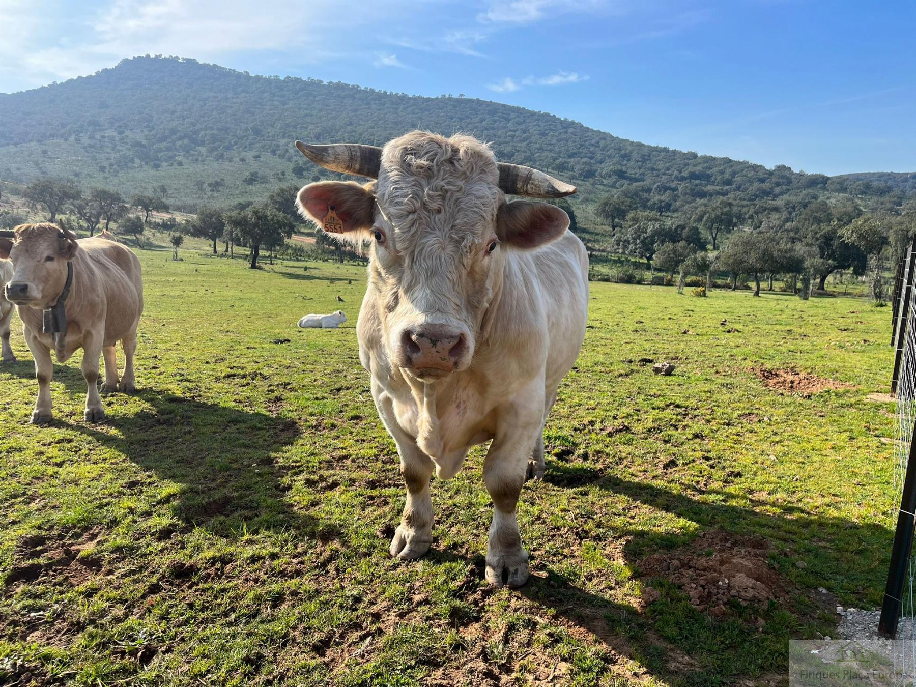 Venta de terreno en Cáceres