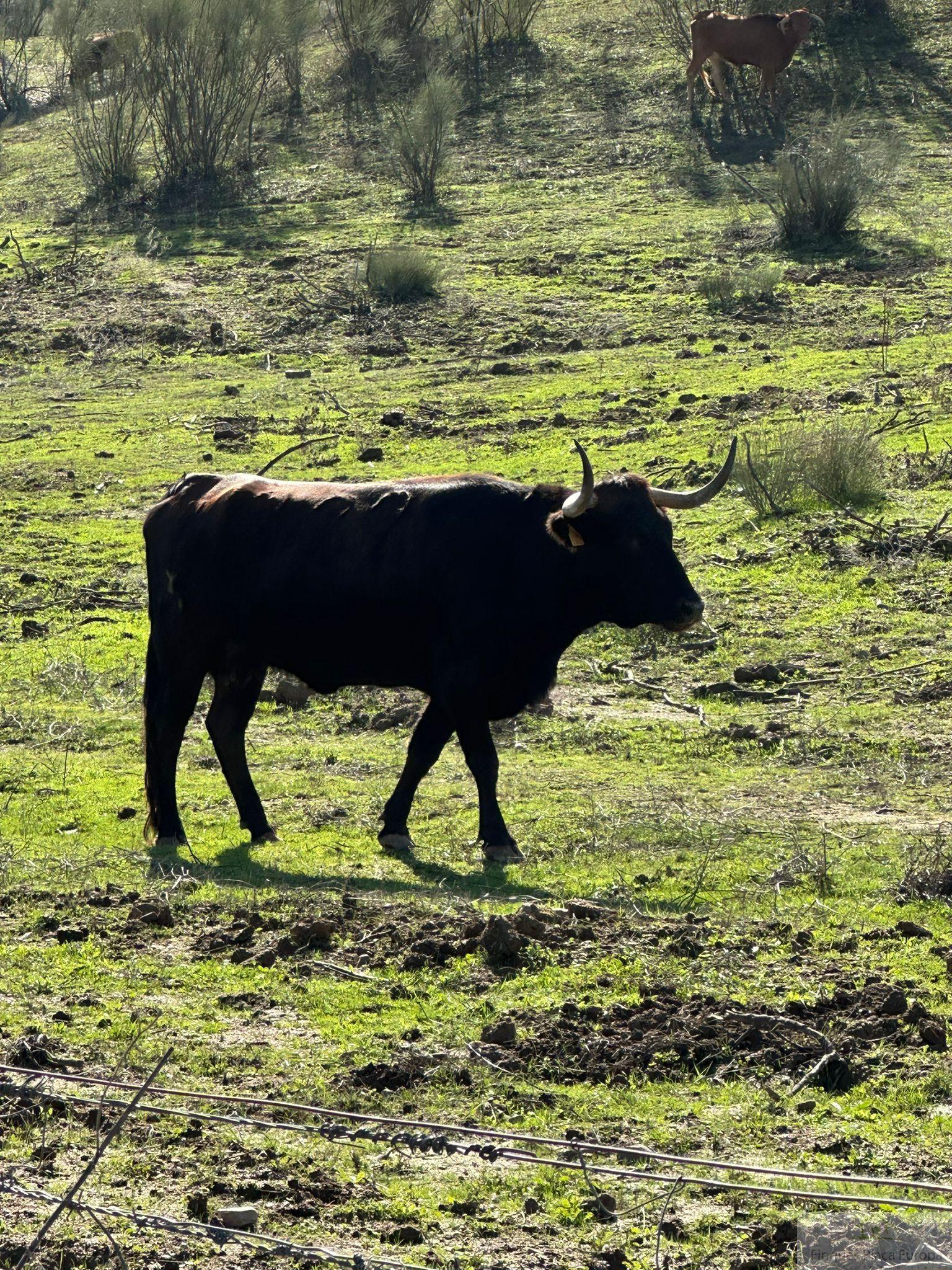 Venta de terreno en Cáceres