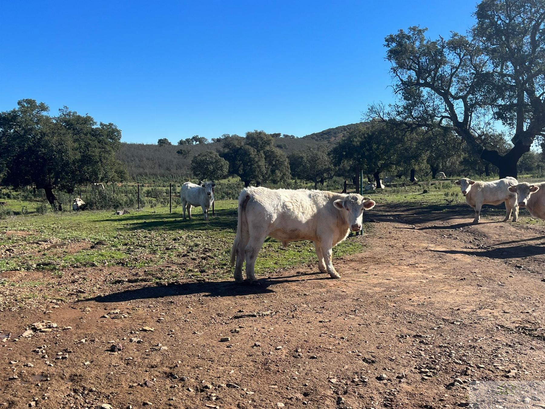 Venta de terreno en Cáceres