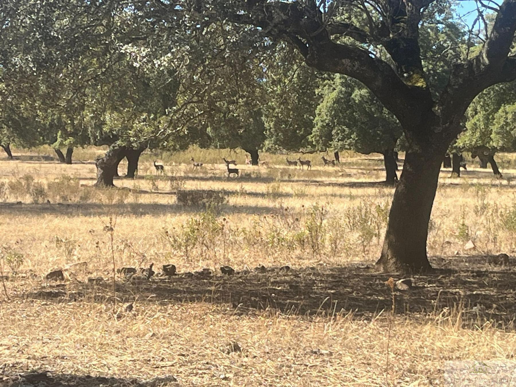 Venta de terreno en Cáceres
