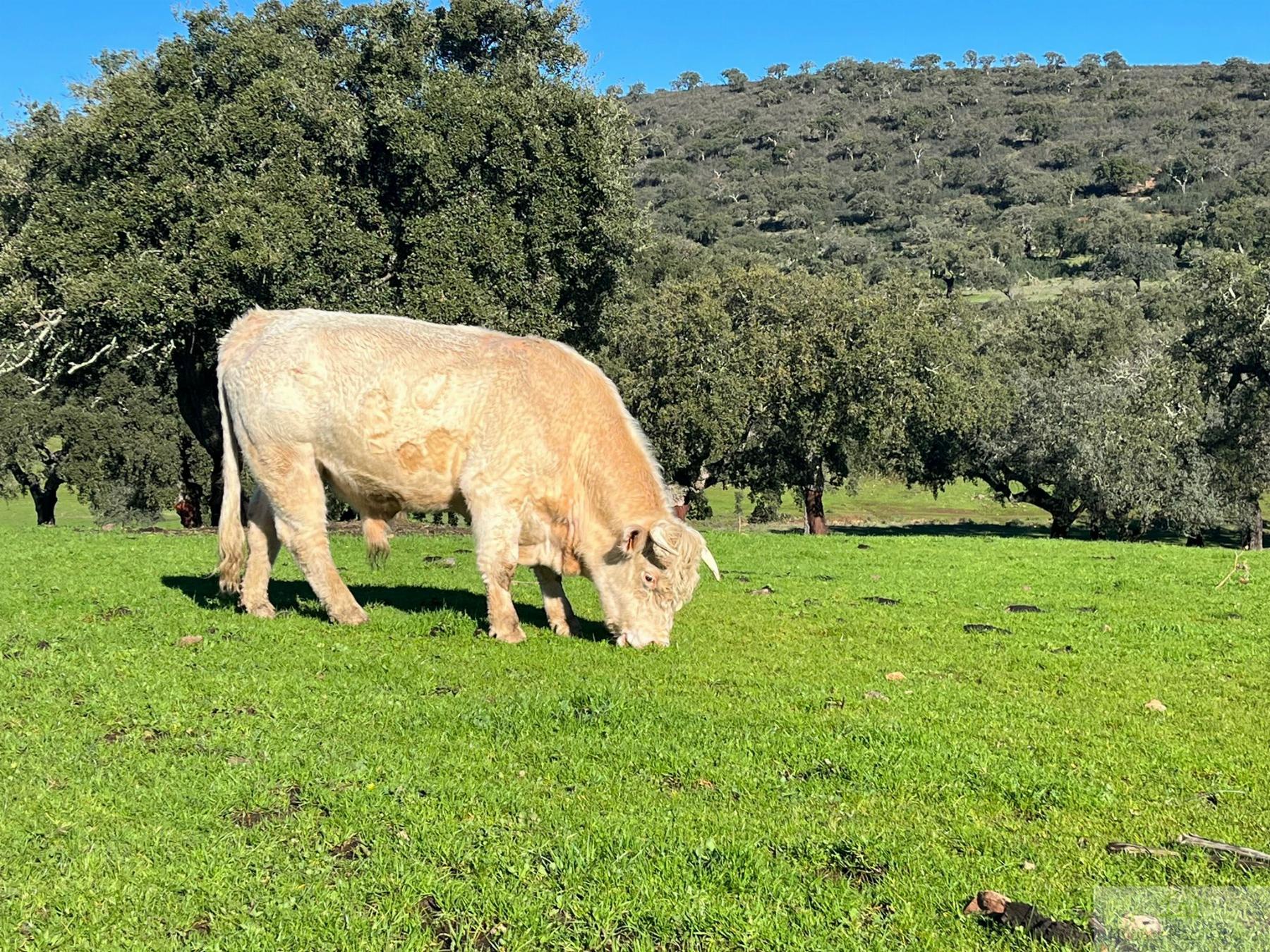 Venta de terreno en Cáceres