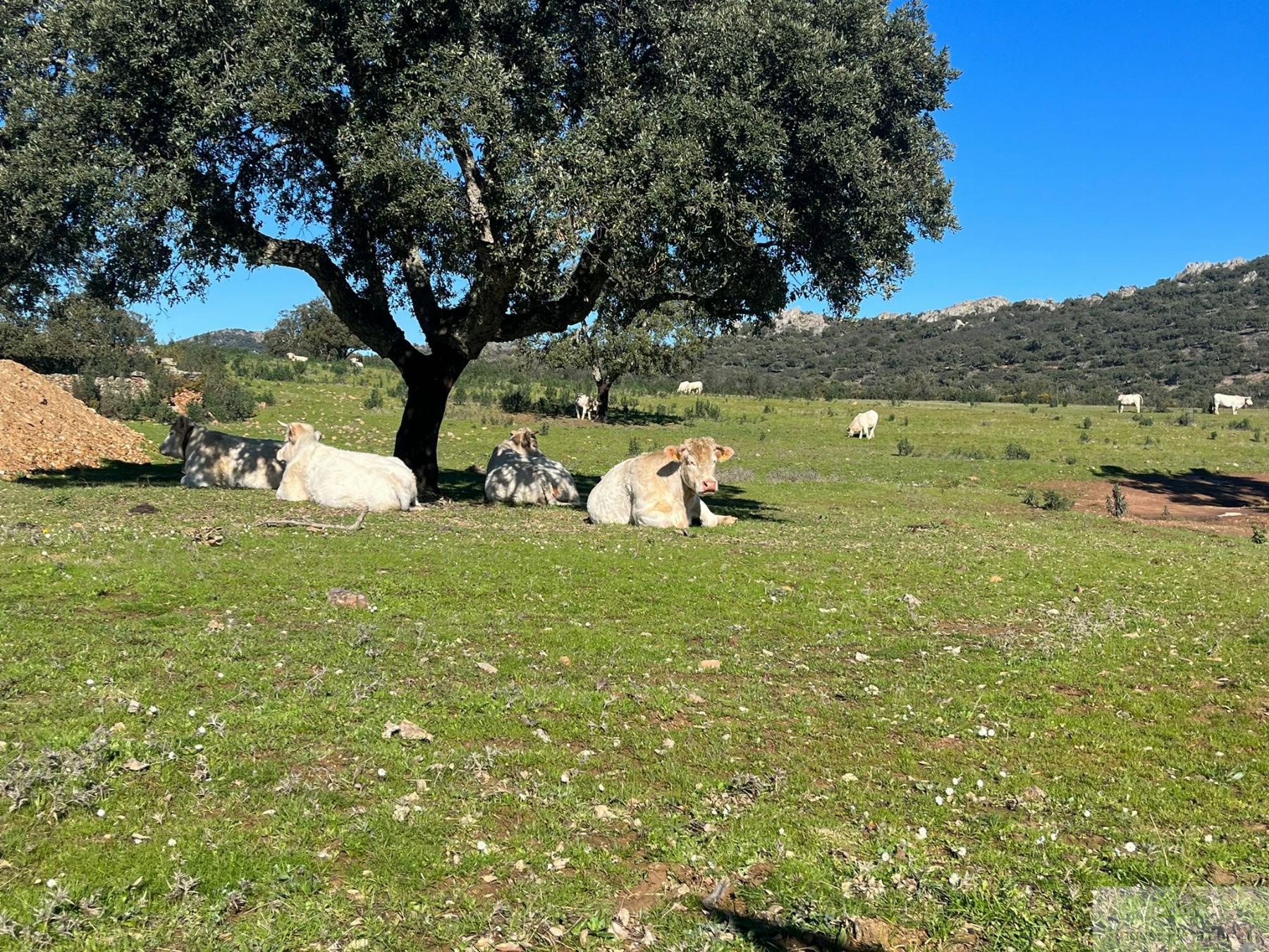 Venta de terreno en Cáceres
