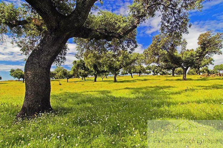 Venta de terreno en Plasencia