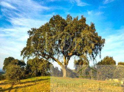 Venta de terreno en Carbajo