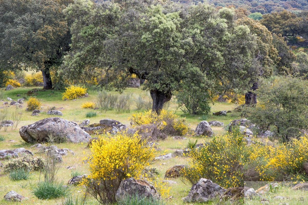Venta de terreno en Carbajo