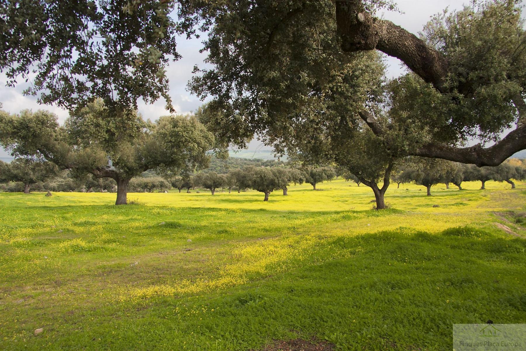 For sale of land in Algueirão-Mem Martins
