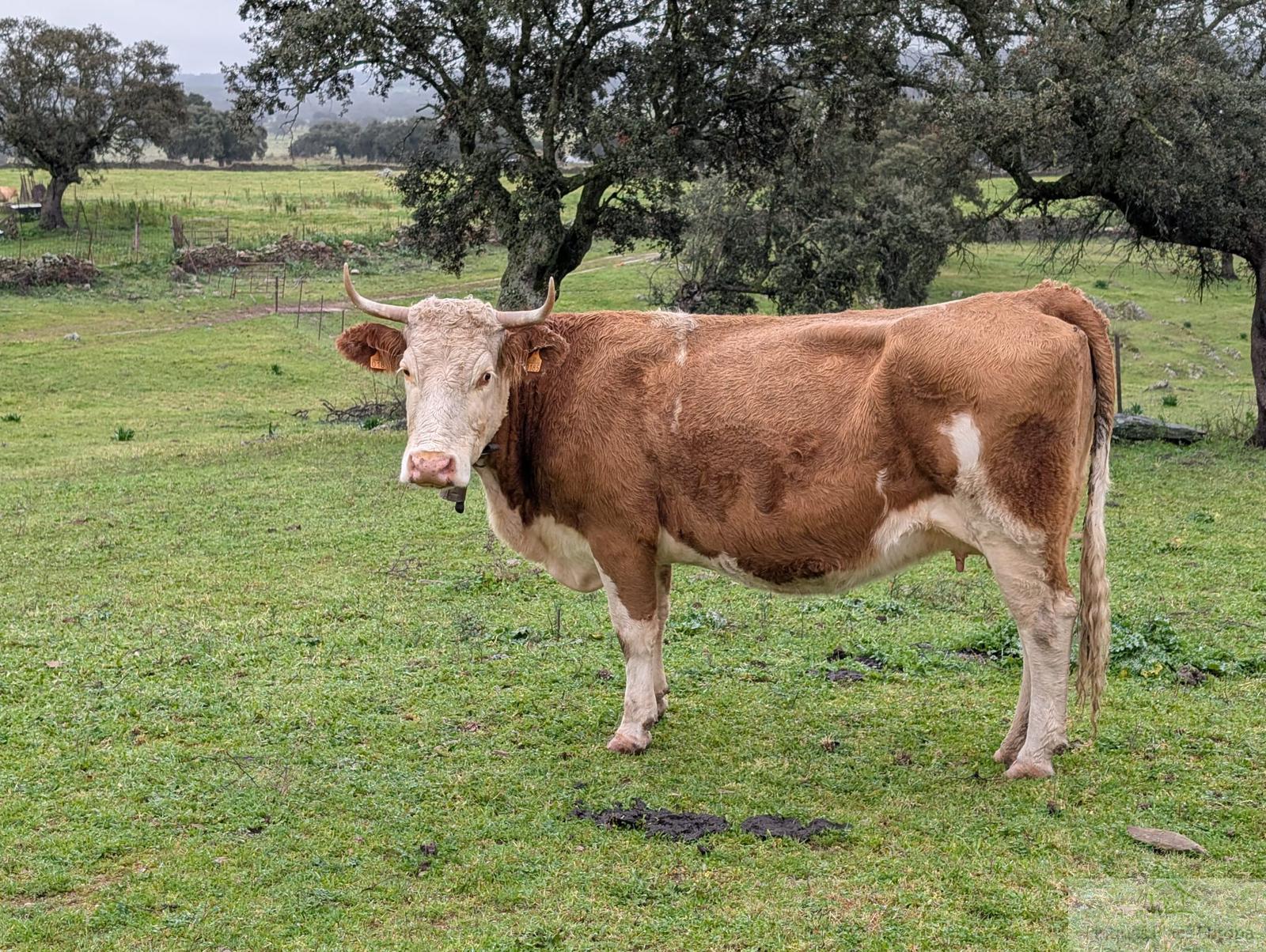 Vente de terrain dans Zorita