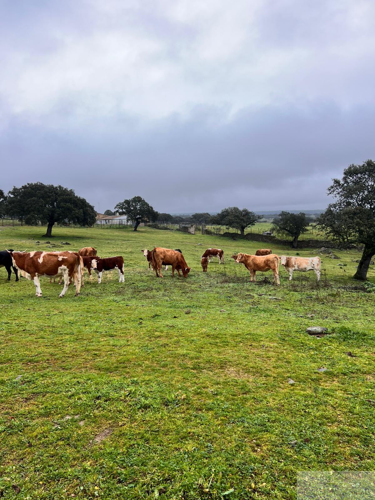 Vente de terrain dans Zorita