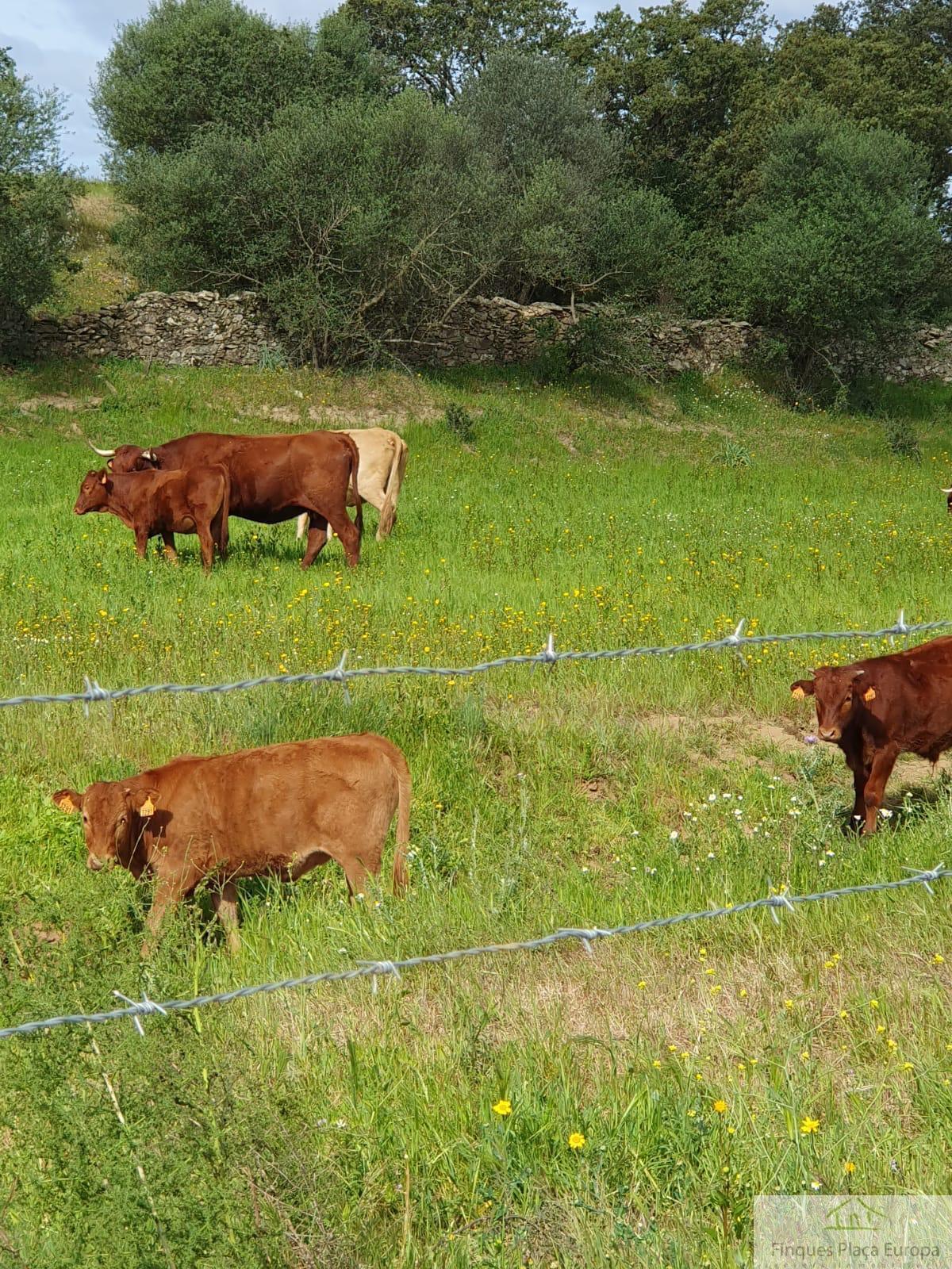 For sale of land in Aljucén