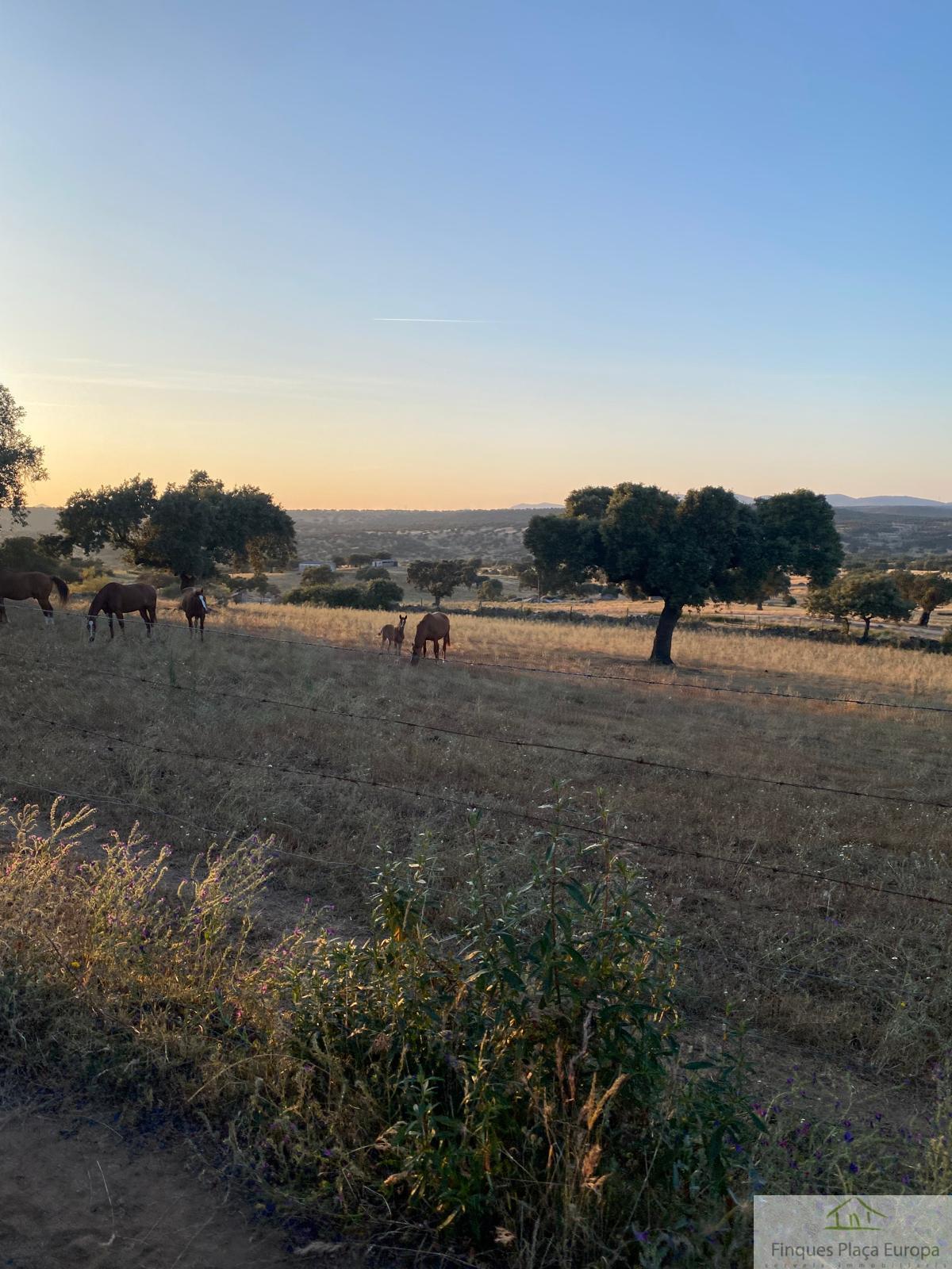 For sale of land in Aljucén