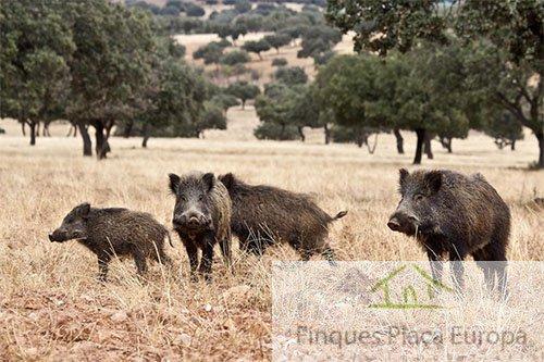 For sale of land in Aljucén