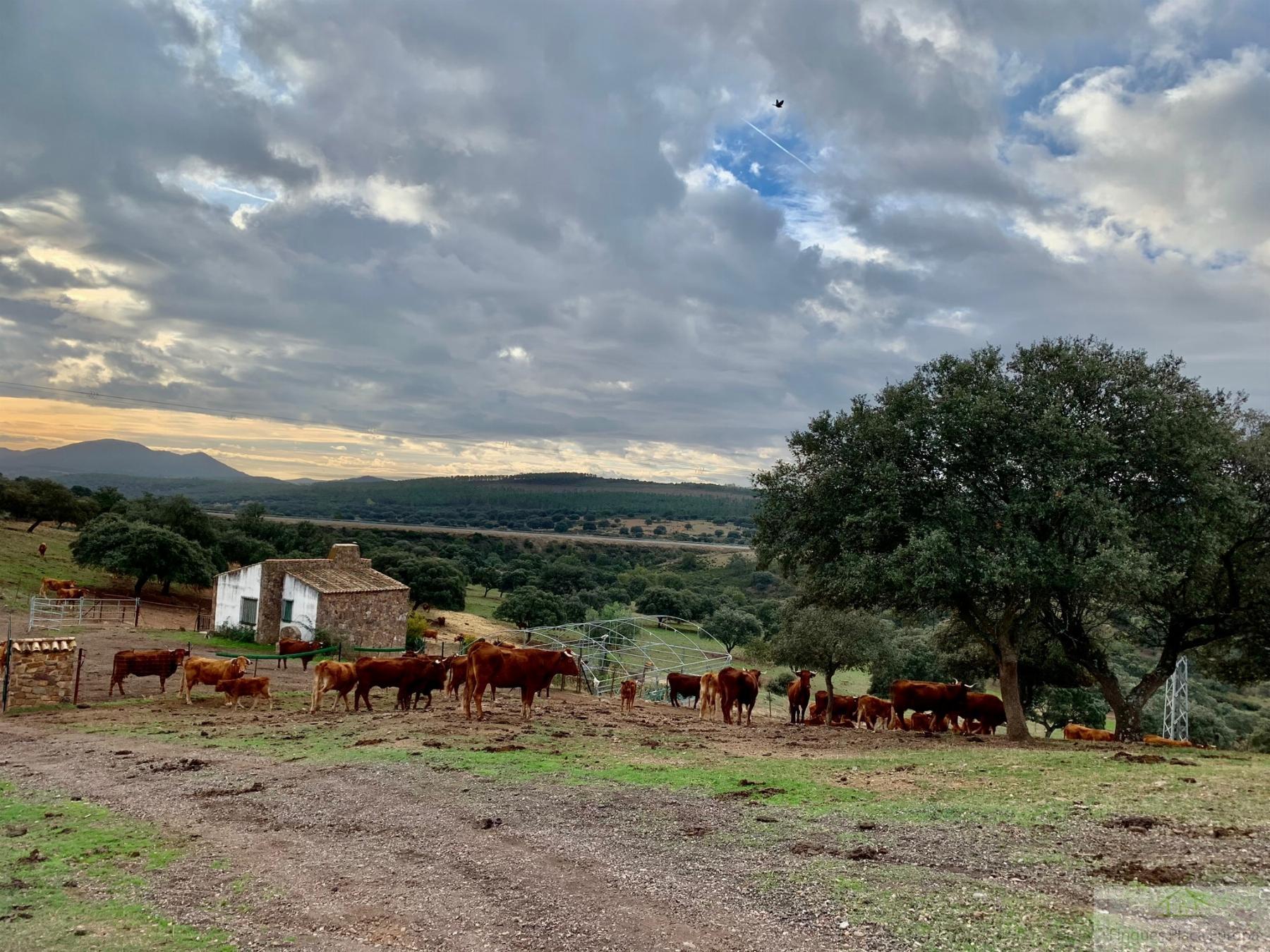 Venta de terreno en Garbayuela