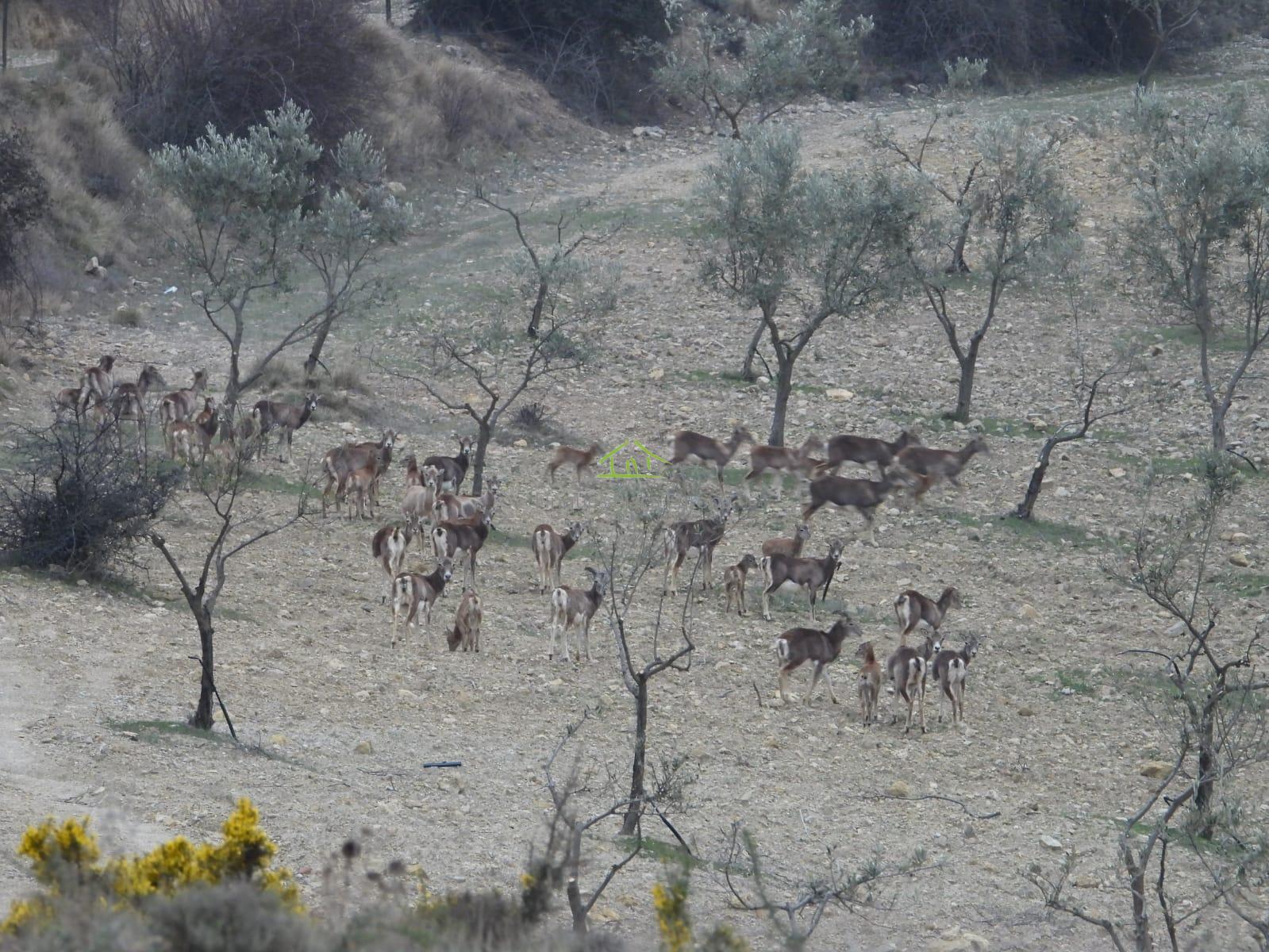 For sale of land in Cuenca