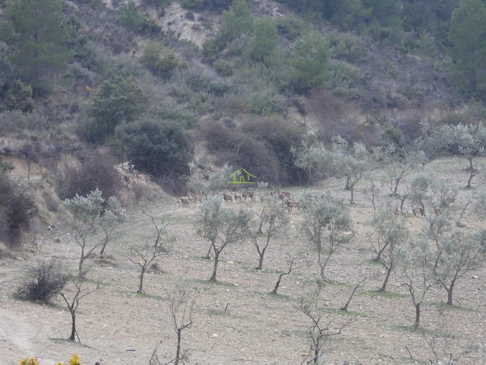 For sale of land in Cuenca