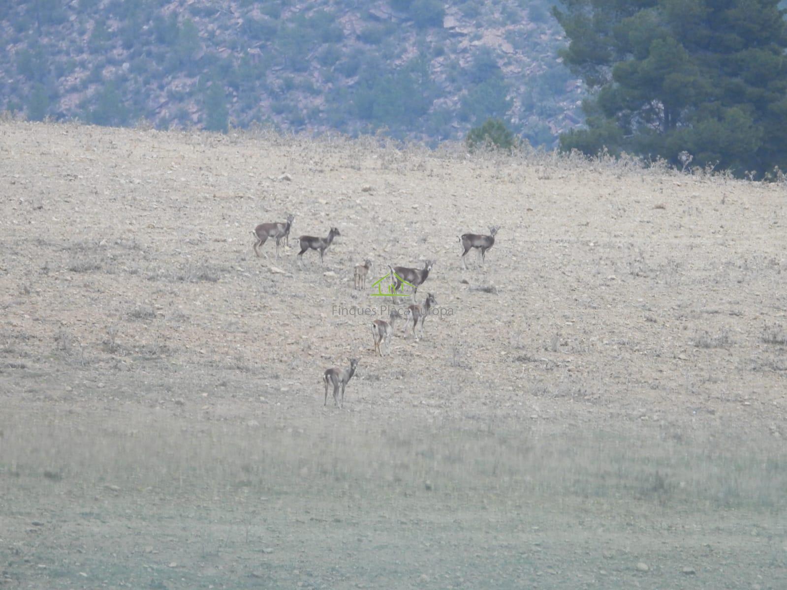 For sale of land in Cuenca