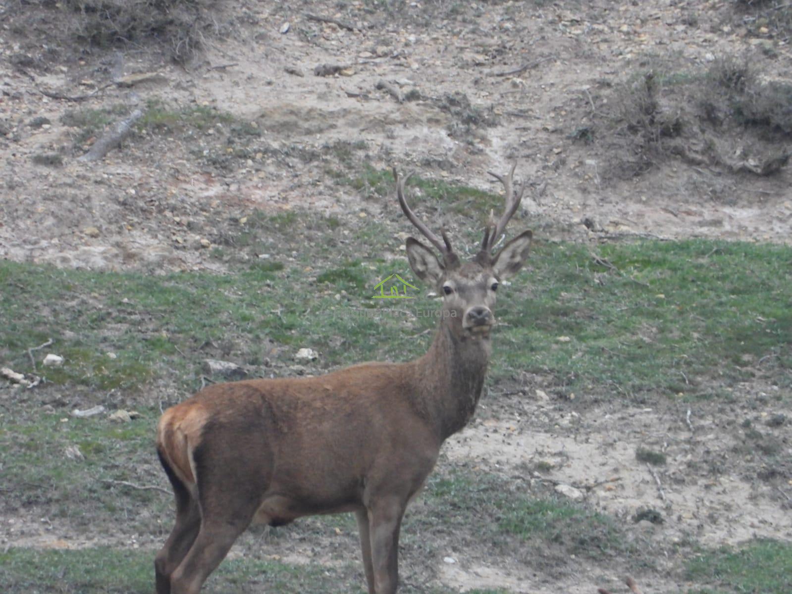 For sale of land in Cuenca