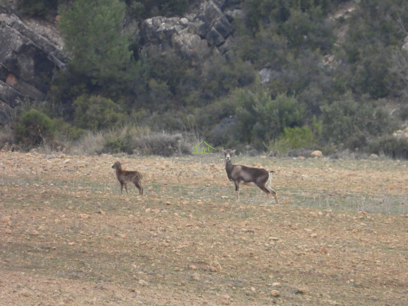 For sale of land in Cuenca