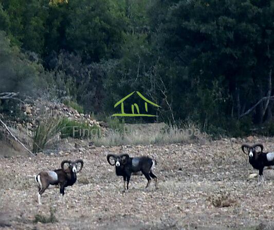 For sale of land in Cuenca